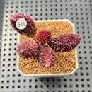 Adromischus marianiae f. herrei 2" Succulent Plant Cutting