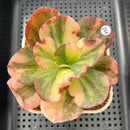 Echeveria 'Julia' Variegated 3" Succulent Plant Cutting