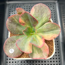 Echeveria 'Julia' Variegated 3" Succulent Plant Cutting
