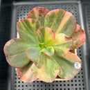 Echeveria 'Julia' Variegated 3" Succulent Plant Cutting