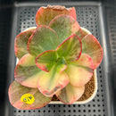 Echeveria 'Julia' Variegated 3" Succulent Plant Cutting