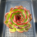 Echeveria 'Black Queen' Hybrid 3"-4" Succulent Plant