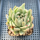 Echeveria Agavoides 'Saint Louis' Variegated 2"-3" Succulent Plant