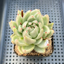 Echeveria Agavoides 'Saint Louis' Variegated 2"-3" Succulent Plant
