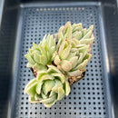 Echeveria Agavoides 'Saint Louis' Variegated 2"-3" Cluster Succulent Plant