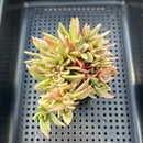 Echeveria Agavoides 'Elkhorn' Variegated Crested 3" Succulent Plant