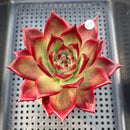 Echeveria Agavoides 'Romeo Rubin' 3"-4" Succulent Plant