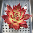 Echeveria Agavoides 'Romeo Rubin' 3"-4" Succulent Plant