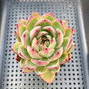 Echeveria 'Diamond Dragon' 2"-3" (Seed Grown Red Dragon Variant) Succulent Plant