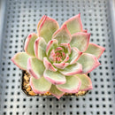 Echeveria 'Diamond Dragon' 2"-3" (Seed Grown Red Dragon Variant) Succulent Plant