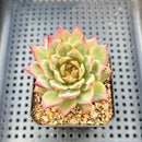 Echeveria 'Diamond Dragon' 2"-3" (Seed Grown Red Dragon Variant) Succulent Plant