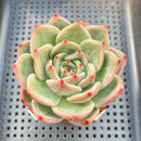 Echeveria 'White Champaign' 3" Succulent Plant