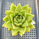 Echeveria Agavoides 'Wrinkle Maria' 3" Succulent Plant