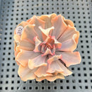 Echeveria 'Saffron' Variegated 2" Succulent Plant