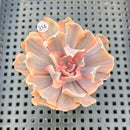 Echeveria 'Saffron' Variegated 2" Succulent Plant