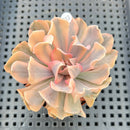 Echeveria 'Saffron' Variegated 2" Succulent Plant