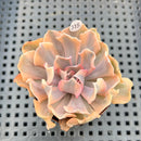 Echeveria 'Saffron' Variegated 2" Succulent Plant