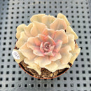 Echeveria 'Saffron' Variegated 2" Succulent Plant