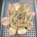 Echeveria 'Glam Pink' 2"-3" Succulent Plant
