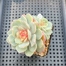Echeveria 'Dohwa' Jelly Type 2"-3" Succulent Plant