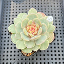 Echeveria 'Dohwa' Jelly Type 2"-3" Succulent Plant