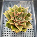 Echeveria 'Star Glory' ('Dionysos' x 'Cante' Hybrid) 3" Succulent Plant