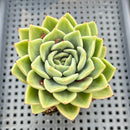 Echeveria 'Rajoya' 3" Succulent Plant
