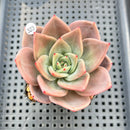 Echeveria 'Midnight Sun' (백야) 3"-4" Succulent Plant