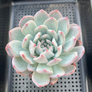 Echeveria 'Ivory' 4"-5" Succulent Plant