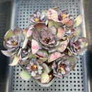 Echeveria 'Blood Mir' 4"-5" Cluster New Air Magic Hybrid Succulent Plant