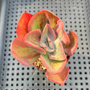 Echeveria 'Goiabinha' Variegated (100% Grown In House) 2"-3" Succulent Plant