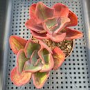 Echeveria 'Goiabinha' Variegated (100% Grown In House) 2"-3" Cluster Succulent Plant