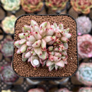 Echeveria Agavoides 'Elkhorn' Variegated Crested 2" Succulent Plant Cutting
