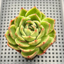 Echeveria 'Floriditi' Lightly Variegated 2" Succulent Plant