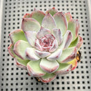 Echeveria 'Chocolate Grace' 3" Succulent Plant