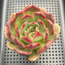 Echeveria 'Black Queen' Hybrid 3"-4" Succulent Plant