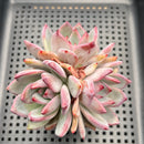 Echeveria 'Daredevil' Cluster 3"-4" Succulent Plant