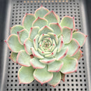 Echeveria 'Keralean' 2"-3" Succulent Plant