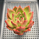 Echeveria 'Neon Rouge' 2"-3" Succulent Plant