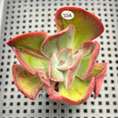 Echeveria 'Goiabinha' Variegated (100% Grown In House) 2" Succulent Plant