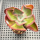Echeveria 'Goiabinha' Variegated (100% Grown In House) 2" Succulent Plant