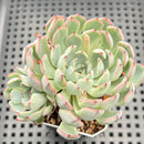 Echeveria 'Red Edge' 2"-3" Succulent Plant