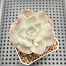 Echeveria 'Pumpkin' 2" Succulent Plant