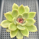 Pachyphytum sp. 2"-3" Succulent Plant
