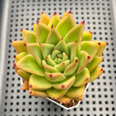 Echeveria Agavoides sp. 3" Succulent Plant