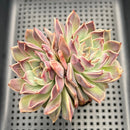 Echeveria 'Yasmin' 3"-4" Succulent Plant