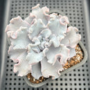 Echeveria 'Crispate Beauty' 3" Succulent Plant