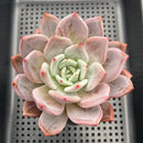 Echeveria 'Purple Champaign' 4" Large Succulent Plant