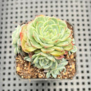 Echeveria 'Anthony' 2" Succulent Plant