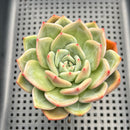 Echeveria 'White Champaign' 3" Succulent Plant